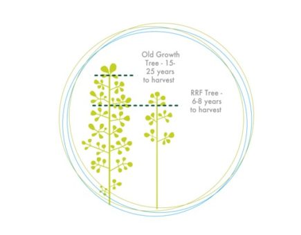 Rapid Renewable Fibre